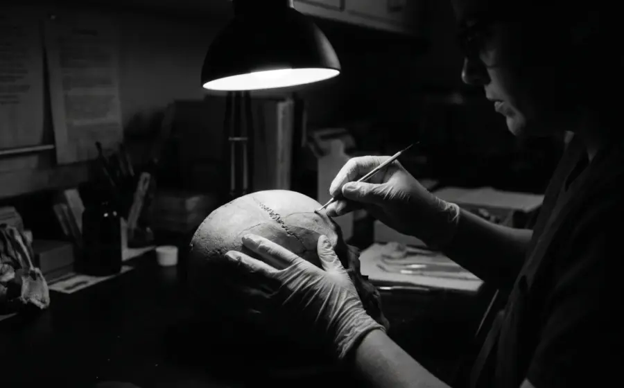 Cranial sutures on a skull used to read age in forensic anthropology