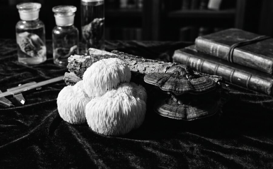 Lion's mane and reishi mushrooms, monochrome editorial still life for article on traditional mycology and neuroscience