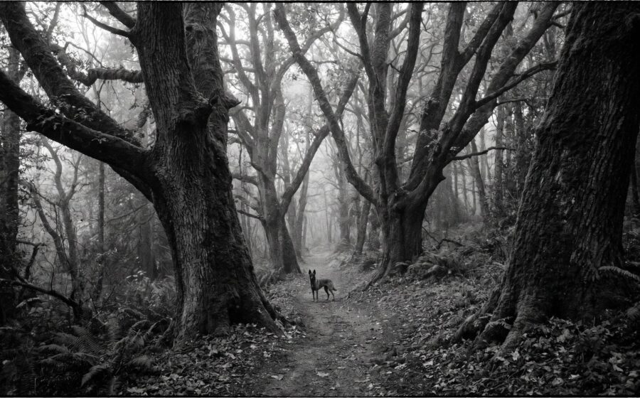 Eine einsame Gestalt mit Malinois im Wald bei Dämmerung, über das Leben im Jetzt