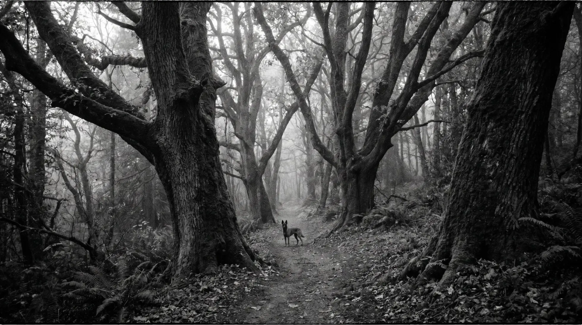 A lone Malinois on a foggy forest path between old mossy trees, on the present as the only place where you can act