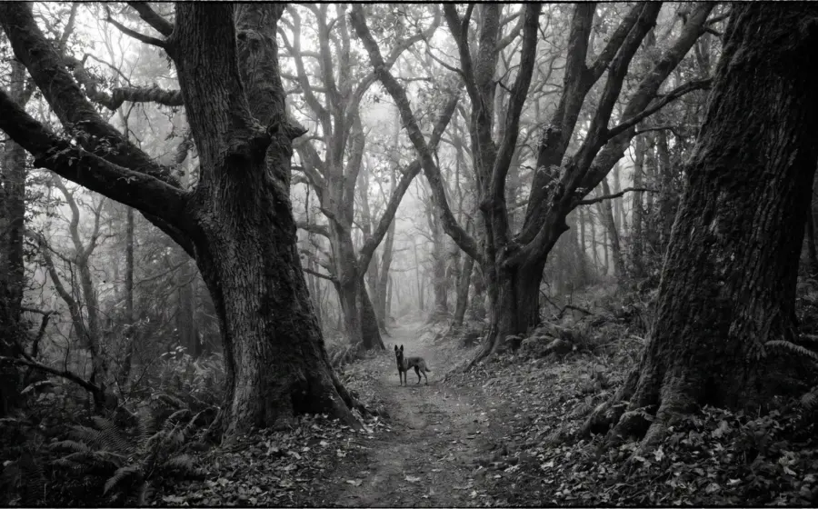 A lone Malinois on a foggy forest path between old mossy trees, on the present as the only place where you can act