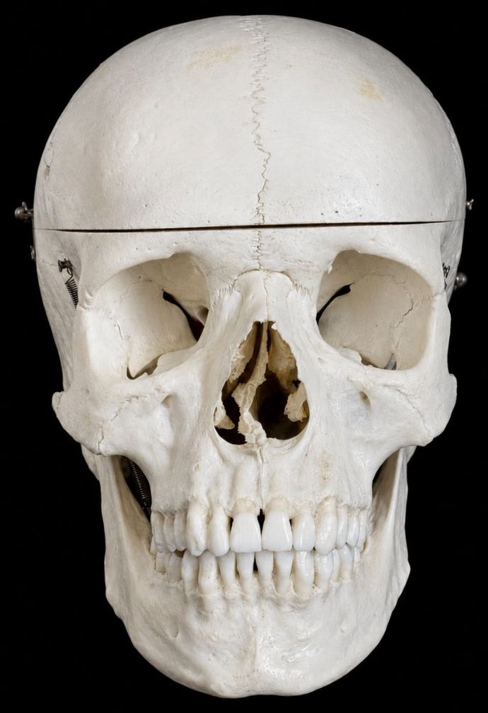 Anatomischer Lehrschädel mit vollständigem Gebiss